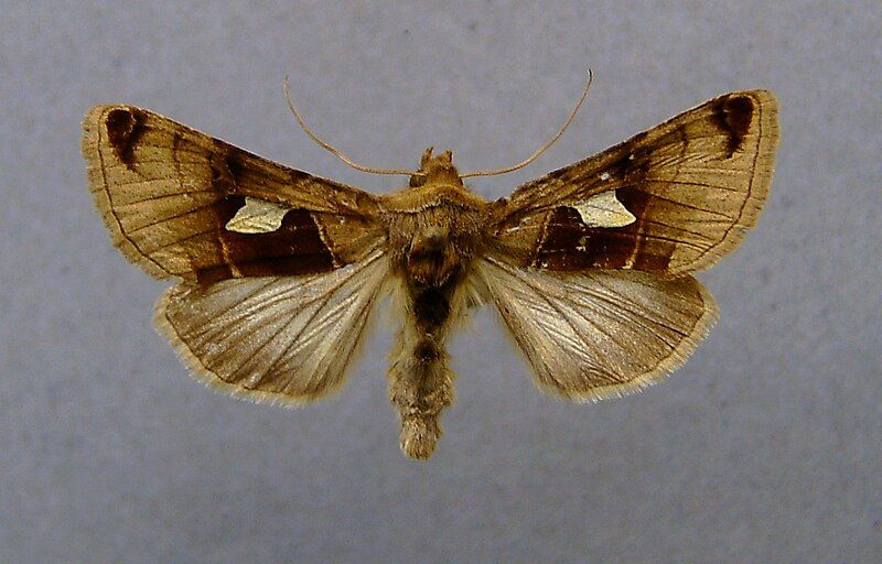 File:Autographa aemula.jpg