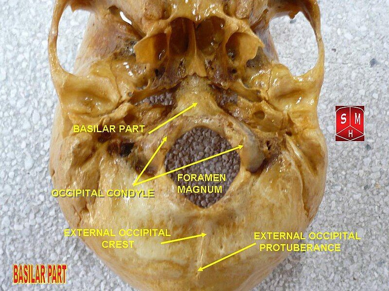 File:Basilar part.jpg