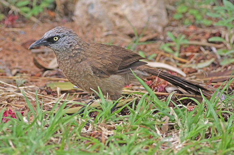 File:Black-faced Babbler.jpg