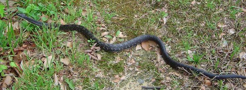 File:BlackRatSnake.JPG