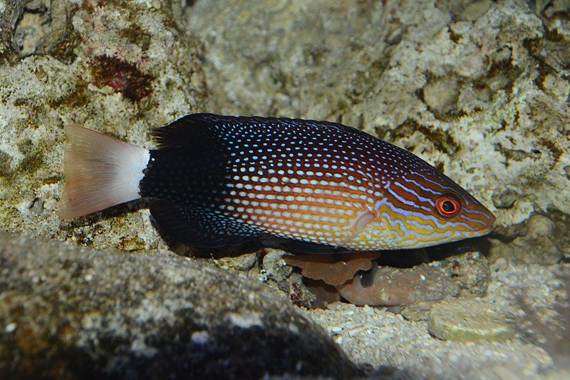 File:Bodianus macrourus.jpg