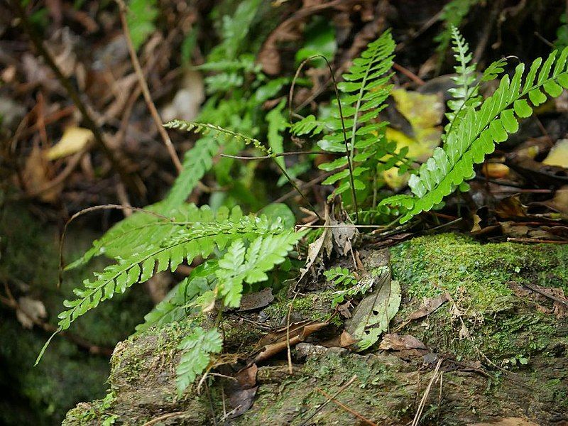 File:Bolbitis appendiculata okinawakzno03.jpg