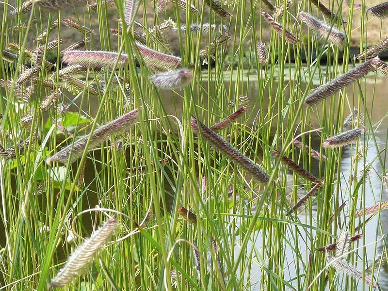 File:Bouteloua gracilis01.JPG