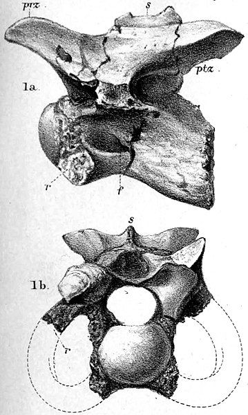 File:Calamosaurus.jpg