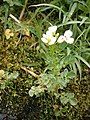 Cardamine amara