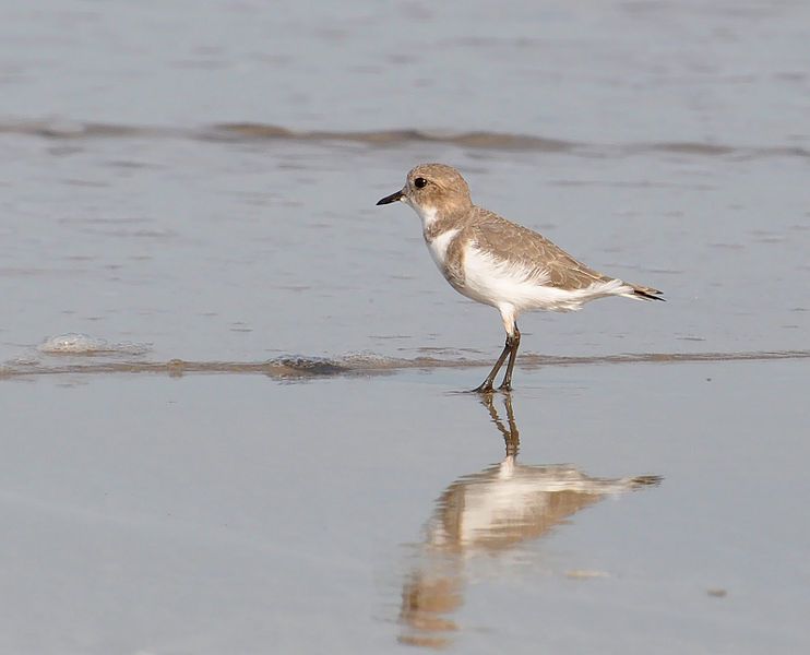 File:Charadrius falklandicus nonbreeding.jpg