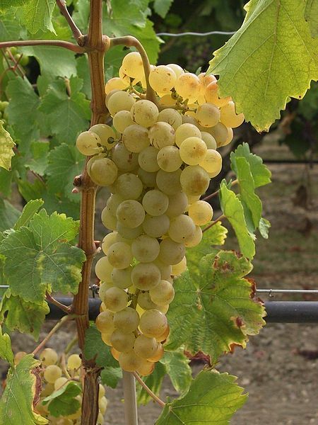 File:Chasselas B.JPG