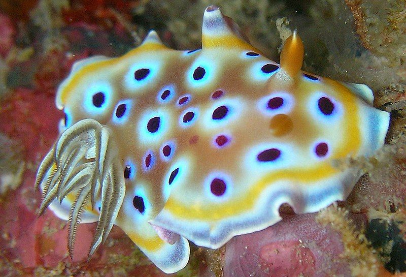 File:Chromodoris geminus.jpg