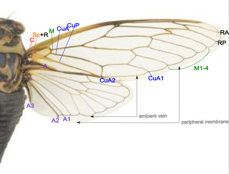 File:Cicada wing structure.png