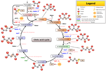 Citric acid cycle