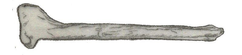 File:Coelosaurus antiquus tibia.jpg