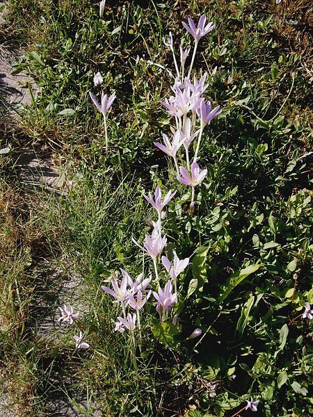 File:Colchicum autumnale clump.jpg