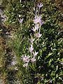 Colchicum autumnale clump