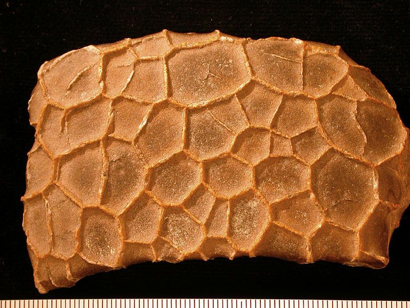 File:Concretion01.jpg