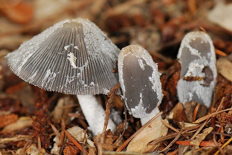 File:Coprinus lagopus emerging.jpg