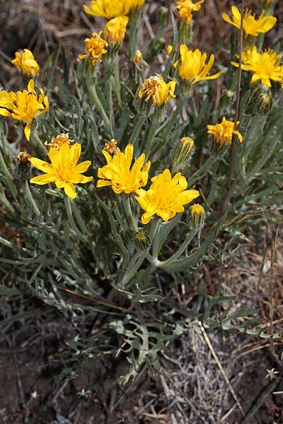 File:Crepis modocensis 9235.JPG