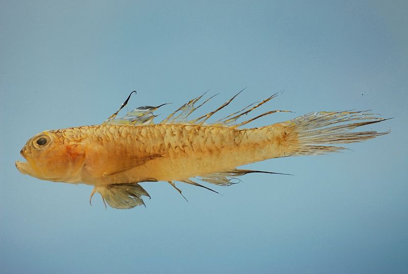 File:Ctenogobius boleosoma.jpg