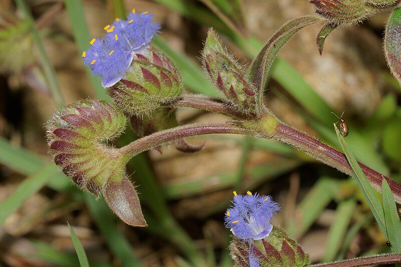 File:Cyanotis tuberosa-Silent Valley-2016-08-13-001.jpg