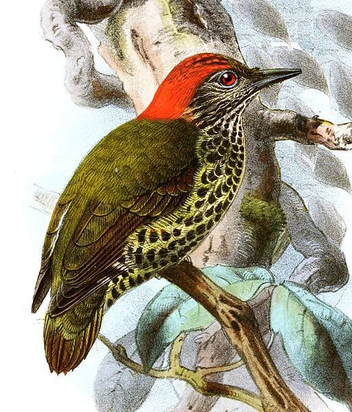 File:Dendropicos gabonensis Keulemans.jpg