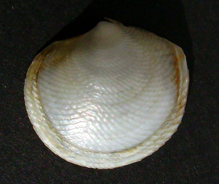 File:Divaricella huttoniana (rotated).jpg