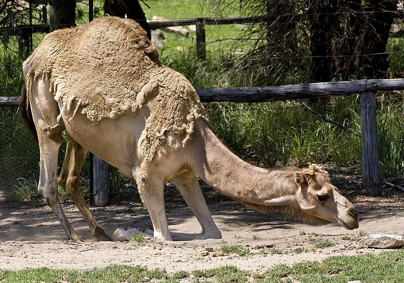 File:Dubbo Zoo (3147876407).jpg