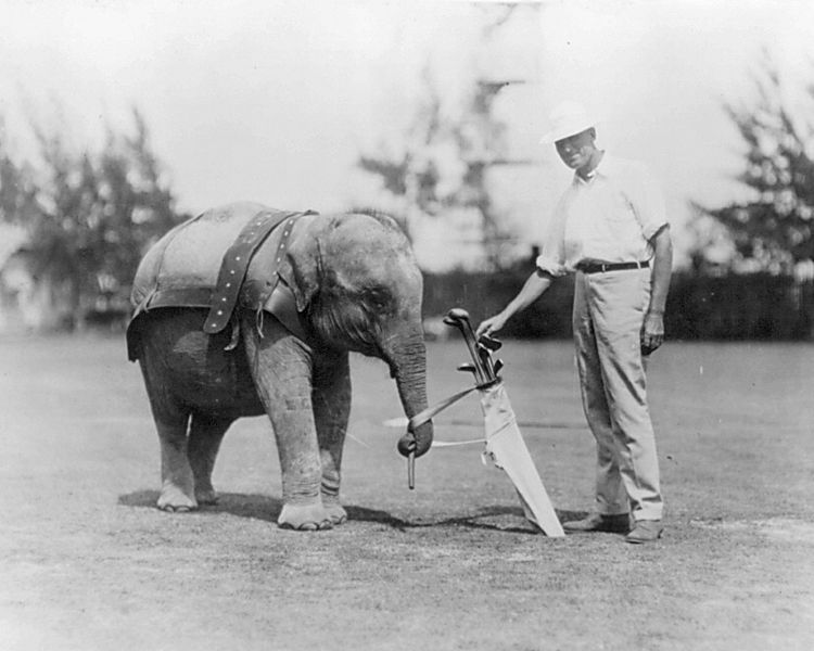 File:Elephant caddy.jpg