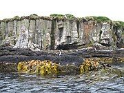 Durvillaea kelp on Enderby Island