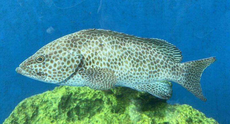 File:Epinephelus areolatus Hakkeijima.jpg