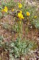 Eschscholzia glyptosperma