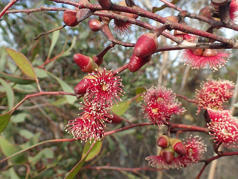 File:Eucalyptus cernua flowers.jpg