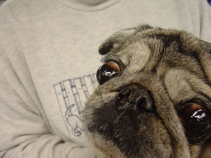 File:Exophthalmos in pug.JPG