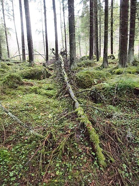 File:Fallen tree2.jpg