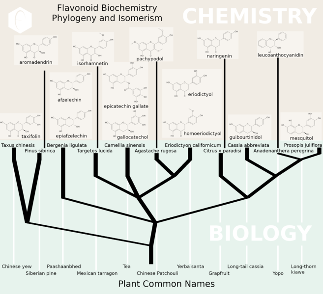 File:Flavonoids Biochemistry.png