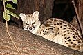 * Ginsterkatze * Genet (animal) * Cape genet