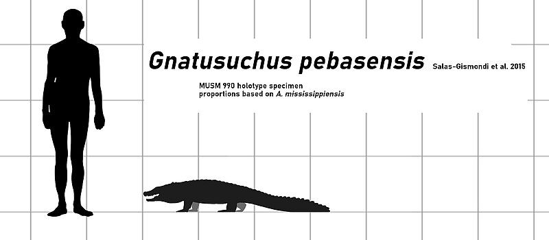 File:Gnatusuchus size.jpg