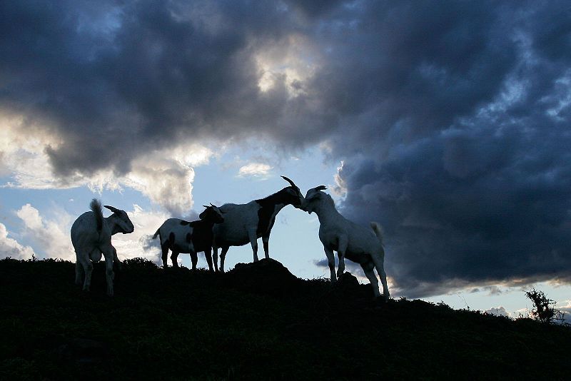 File:Goats kissing.jpg