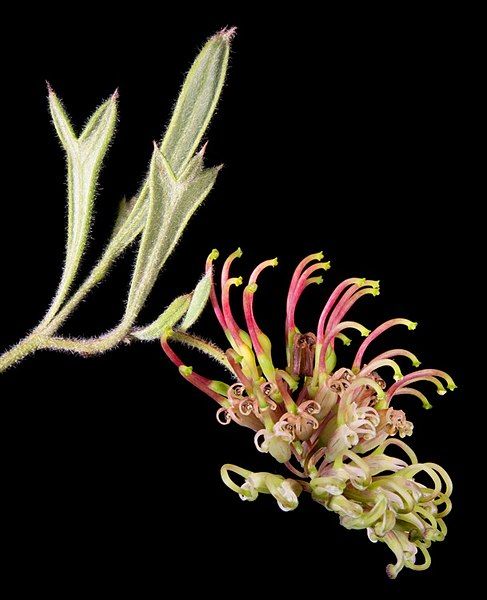 File:Grevillea manglesioides.jpg