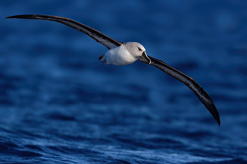 File:Grey-headed Albatross 0A2A6417.jpg