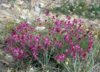 The alpine sweetvetch (Hedysarum alpinum)