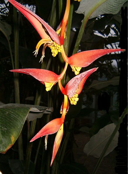 File:Heliconia collinsiana BotGardBln271207E.jpg