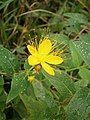 Hypericum hircinum