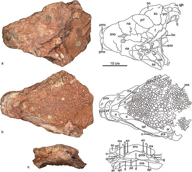 File:Jinyunpelta skull.jpg