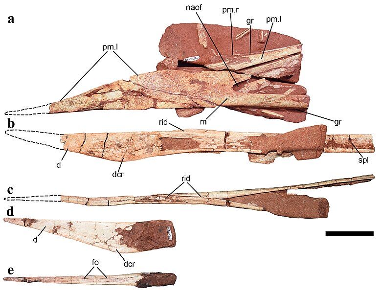 File:Keresdrakon skull parts.jpg