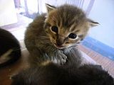 A kitten for you! You must be tired of kittens by now but Barnstar doesn't mean much to me and burgers are out. So please bear with kittens. I would prefer to insert trophies but don't know how. Balquhidder2013 (talk) 14:56, 14 January 2016 (UTC)