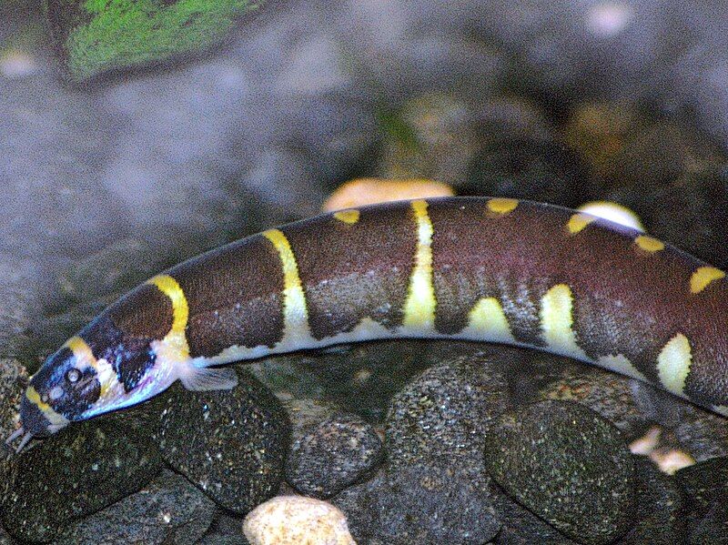 File:Kuhli loach.JPG