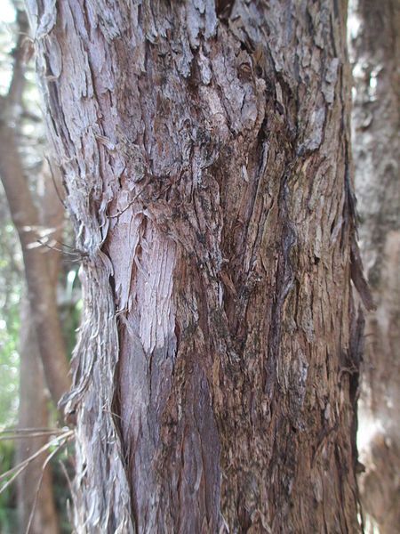 File:L. lanigerum bark.jpg