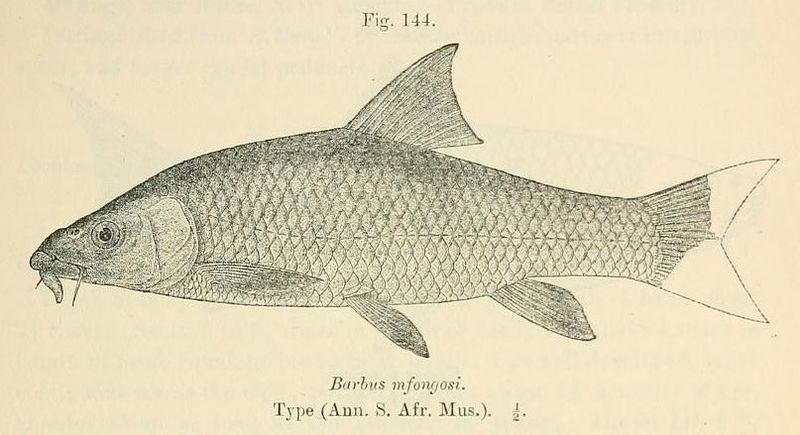 File:Labeobarbus natalensis.jpg