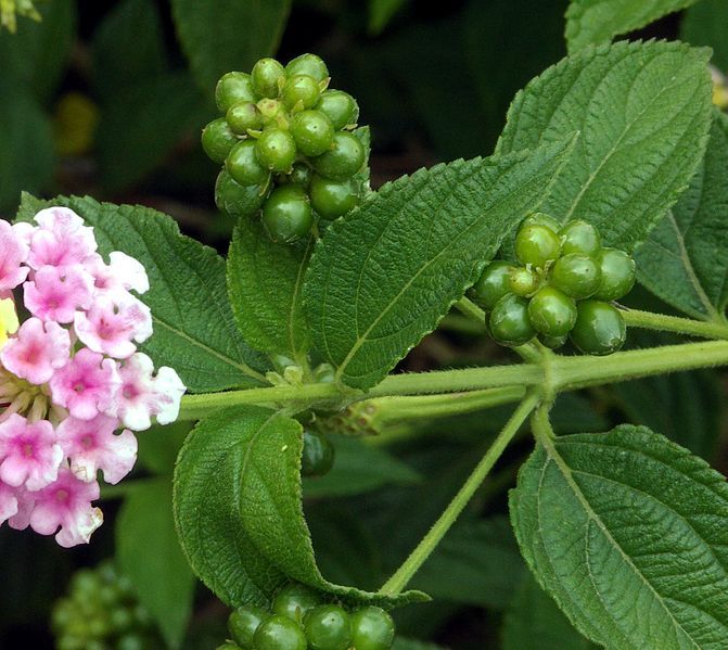 File:Lantana camara fruits.jpg