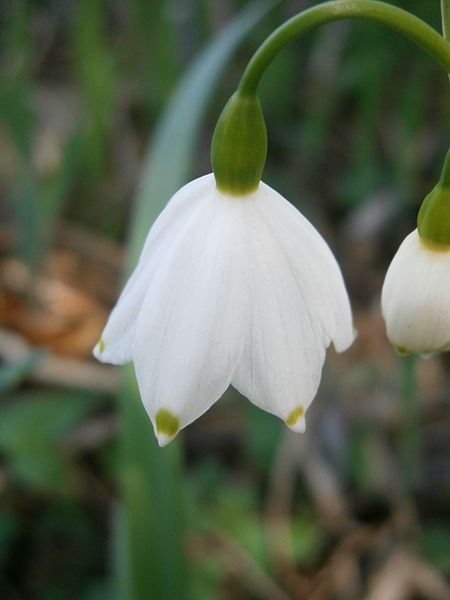 File:Leucojum aestivum close-up.JPG