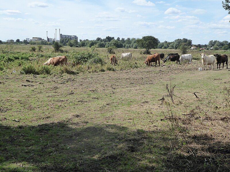 File:Limpenhoe Meadows 3.jpg